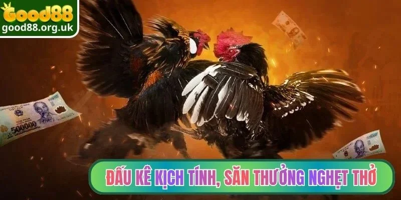 Đá gà Good88 3 Đấu kê kịch tính, săn thưởng đầy nghẹt thở