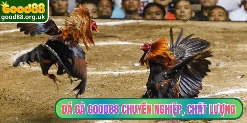 Đá gà Good88 2 Sảnh đá gà Good88 chuyên nghiệp, chất lượng
